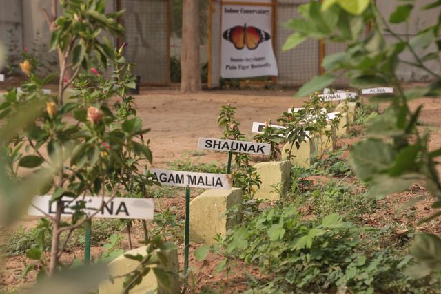 Residents have been celebrating their special days such as birthday and anniversary by adopting a tree at the park. (Shivam Saxena/HT)