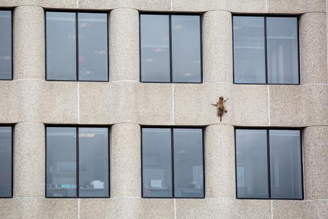 A raccoon scurries up the side of the UBS Plaza building in St. Paul, Minnesota, US, June 12, 2018, in this image obtained from social media. (Evan Frost/MPR News/via REUTERS) A raccoon scurries up the side of the UBS Plaza building in St. Paul, Minnesota, US, June 12, 2018, in this image obtained from social media. (Evan Frost/MPR News/via REUTERS)
