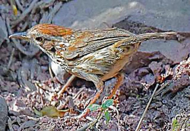 A Puff-throated babbler at Chakki Mod, Himachal Pradesh. (SANJEEV VERMA)