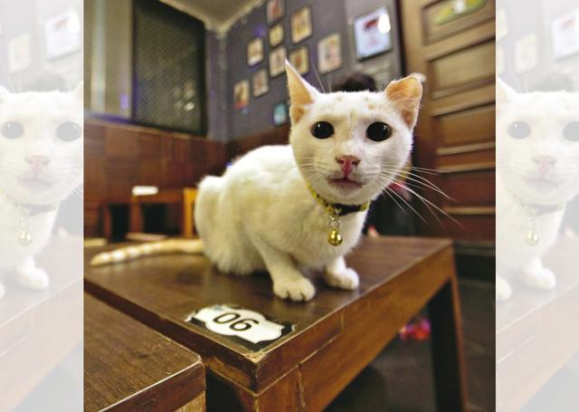 Cat Cafe Studio