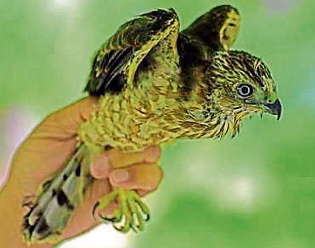 A juvenile female Shikra. (KULBHUSHAN KANWAR) A juvenile female Shikra. (KULBHUSHAN KANWAR)