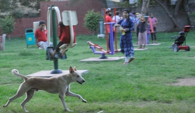A stray dog was found in the same park in Sector 18 in Chandigarh on Sunday, where a toddler was mauled to death earlier in the day. MC officials said two dogs had been captured from the park after the incident.