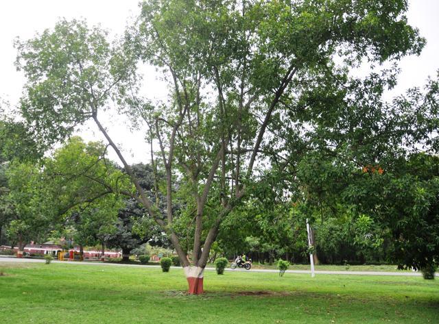 This tree’s photo has gone viral on social media. This tree is located on another part of FRI campus. (Vinay Santosh Kumar/HT Photo) This tree’s photo has gone viral on social media. This tree is located on another part of FRI campus. (Vinay Santosh Kumar/HT Photo)