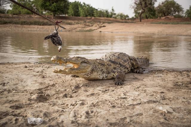 A crocodile is fed with a dead chicken attached to a pole on May 19, 2018 at a pond in Bazoule in Burkina Faso. (AFP Photo)