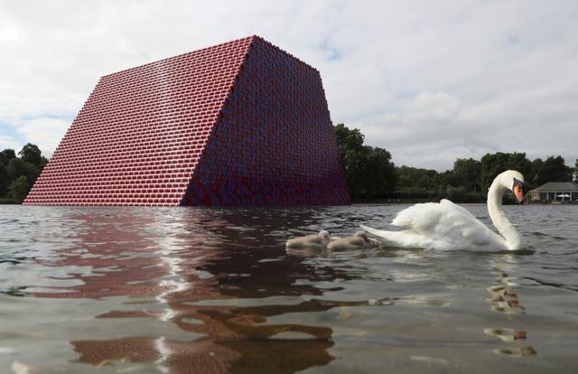 A swan and cygnets paddle in front of Christo's work The London Mastaba. (REUTERS)