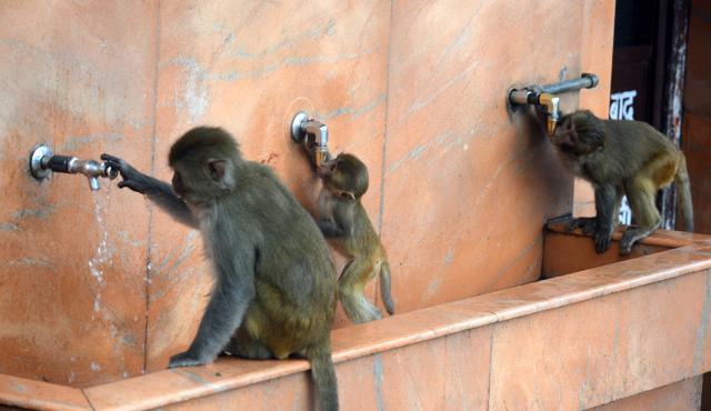 Monkeys drinking water from public taps in Shimla. (Deepak Sansta/HT) Monkeys drinking water from public taps in Shimla. (Deepak Sansta/HT)