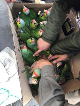 In this photo taken on May 2018 in Mexico and provided by Interpol on Wednesday, June 20, 2018, a box of Agapornis parrots are intercepted by Mexican Police authorities. (AP) In this photo taken on May 2018 in Mexico and provided by Interpol on Wednesday, June 20, 2018, a box of Agapornis parrots are intercepted by Mexican Police authorities. (AP)