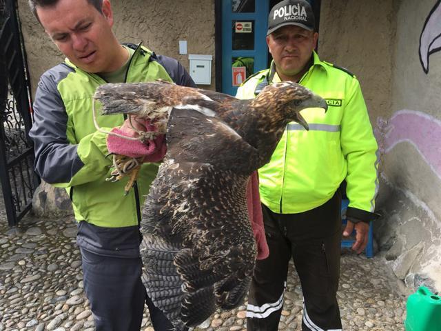 In this photo taken in May 2018 in Ecuador and provided by Interpol on Wednesday, June 20, 2018, Ecuadorian police officers inspect a bird of prey. (AP) In this photo taken in May 2018 in Ecuador and provided by Interpol on Wednesday, June 20, 2018, Ecuadorian police officers inspect a bird of prey. (AP)