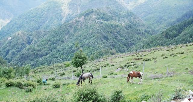 Horses grazing in Naddi, Himachal Pradesh. (Photo: Prannay) Horses grazing in Naddi, Himachal Pradesh. (Photo: Prannay)