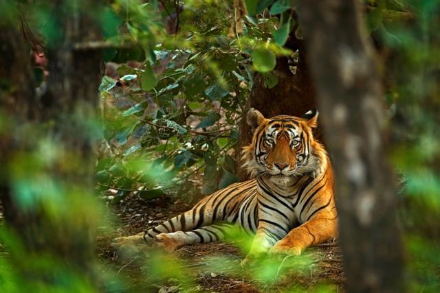 An Indian tiger male during the beginning of the monsoon in Ranthambore. (Shutterstock) An Indian tiger male during the beginning of the monsoon in Ranthambore. (Shutterstock)