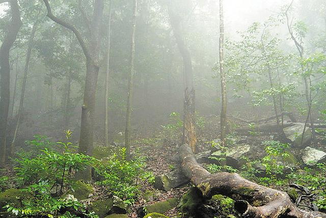 Andharban, which means ‘the dark forest’, is a 13-km jungle stretch in the midst of Tamhini ghat. (HT File Photo) Andharban, which means ‘the dark forest’, is a 13-km jungle stretch in the midst of Tamhini ghat. (HT File Photo)