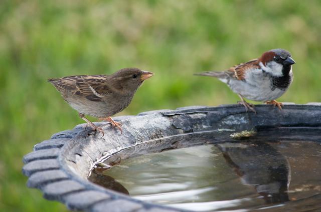 A bird bath is a must-have decor item. (Shutterstock) A bird bath is a must-have decor item. (Shutterstock)
