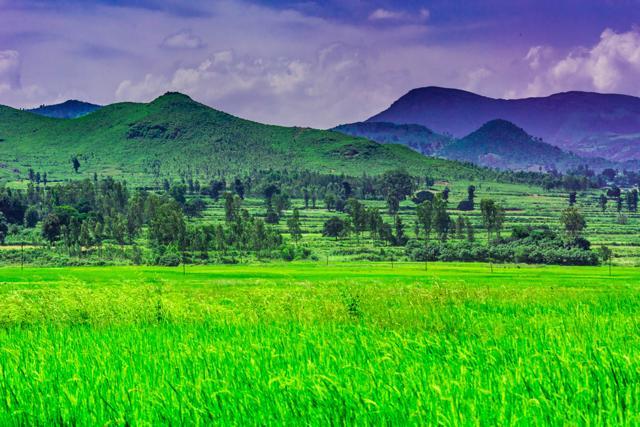Araku Valley (Shutterstock) Araku Valley (Shutterstock)