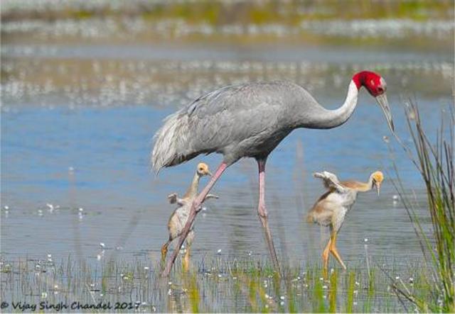 A Sarus crane with its chicks. (Vijay Singh Chandel) A Sarus crane with its chicks. (Vijay Singh Chandel)