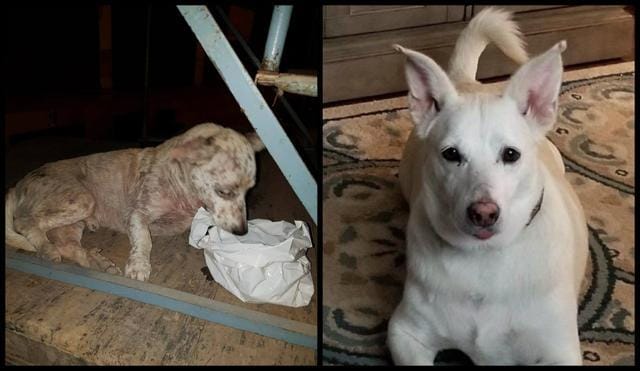 Before and after pictures of Buddy. Before and after pictures of Buddy.