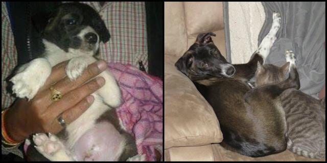 Before and after pictures of Maya. Before and after pictures of Maya.