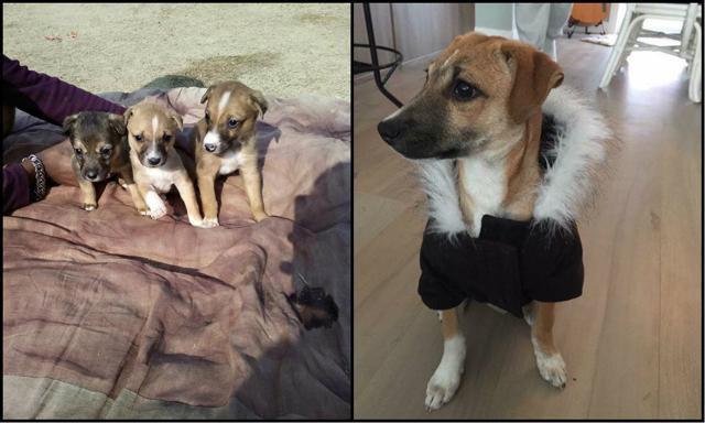 Before and after pictures of Sugar. Before and after pictures of Sugar.