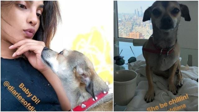 Images posted by Priyanka Chopra on Instagram. (Instagram/Priyanka Chopra) Images posted by Priyanka Chopra on Instagram. (Instagram/Priyanka Chopra)