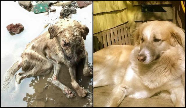 Desi dogs, foreign homes: Rescued Indian dogs find forever homes ...