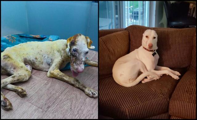 Before and after pictures of Lucky. Before and after pictures of Lucky.