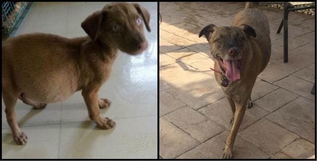 Desi dogs, foreign homes: Rescued Indian dogs find forever homes ...