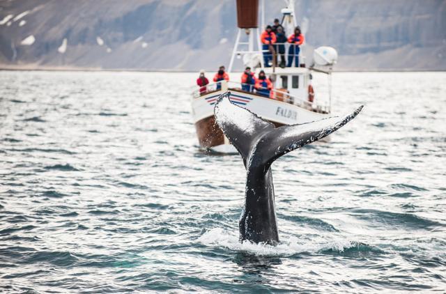 The best period to enjoy whale watching is between May and September. (Shutterstock) The best period to enjoy whale watching is between May and September. (Shutterstock)