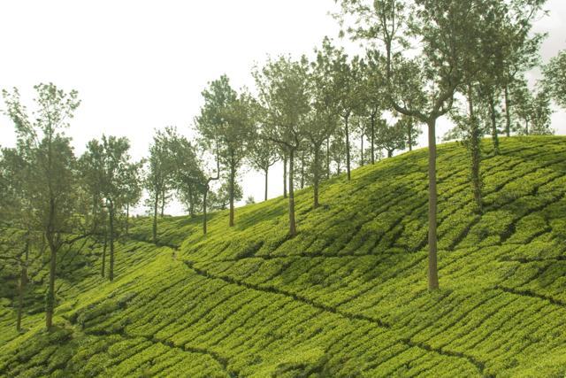 Tea gardens in Wayanada. (Shutterstock) Tea gardens in Wayanada. (Shutterstock)