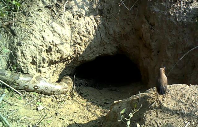 A robin watches the python slide into burrow. (Dr HN Kumar/Sacon)
