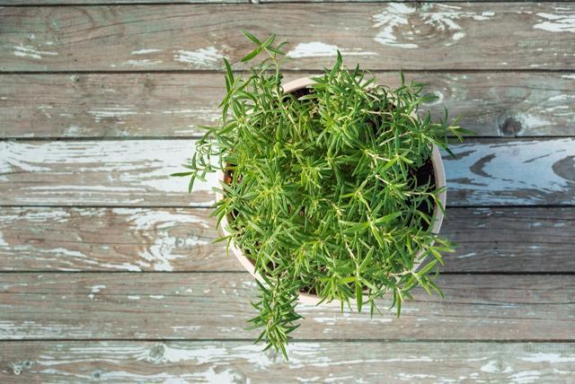 Rosemary is one plant which has been used for a long time for improving memory. (Shutterstock)
