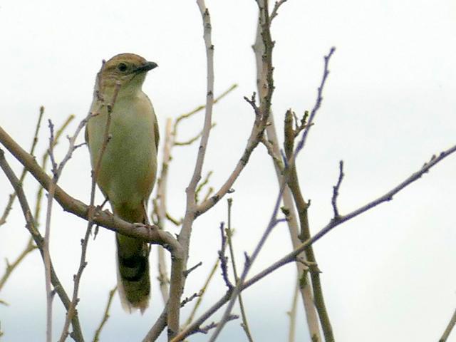 The bristled grassbird was first spotted in Delhi-NCR at the Surajpur wetlands in 2010. Since then it has been occasionally spotted in Okhla, Dadri and the Sultanpur bird sanctuary. (Jaswinder Waraich / HT Photo) The bristled grassbird was first spotted in Delhi-NCR at the Surajpur wetlands in 2010. Since then it has been occasionally spotted in Okhla, Dadri and the Sultanpur bird sanctuary. (Jaswinder Waraich / HT Photo)