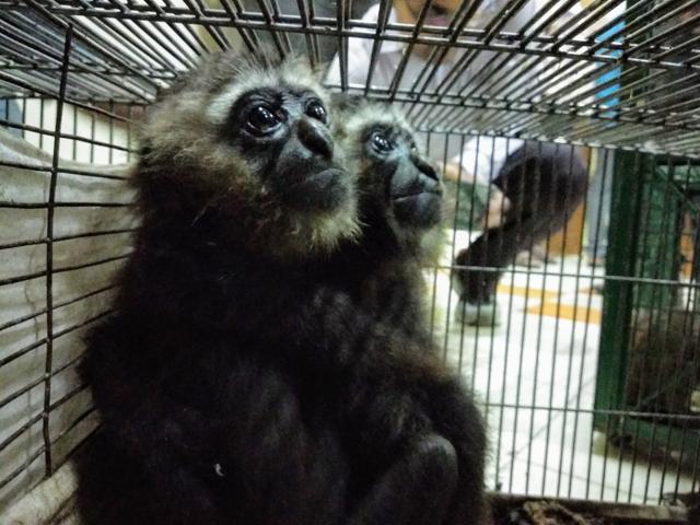 Hoolock Gibbons rescued by Directorate of Revenue Intelligence, Kolkata in May 2018. (WCCB Records)