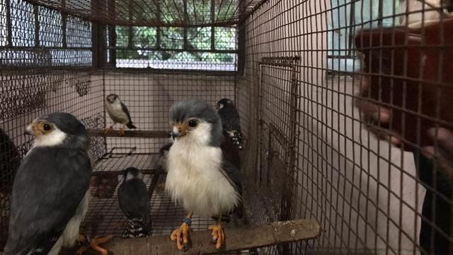 African pygmy falcons seized by Directorate of Revenue Intelligence in June 2018. (HT Photo)