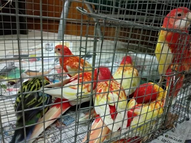 Grass Turquoisine Parakeet seized by Directorate of Revenue Intelligence Kolkata in May 2018. (WCCB records)