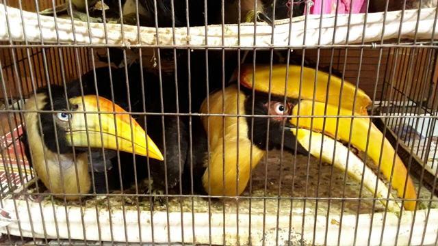 Bengal tops in illegal wildlife trade in eastern India, int'l gangs most active | Kolkata - Hindustan Times Bengal tops in illegal wildlife trade in eastern India, int'l gangs most active | Kolkata - Hindustan Times