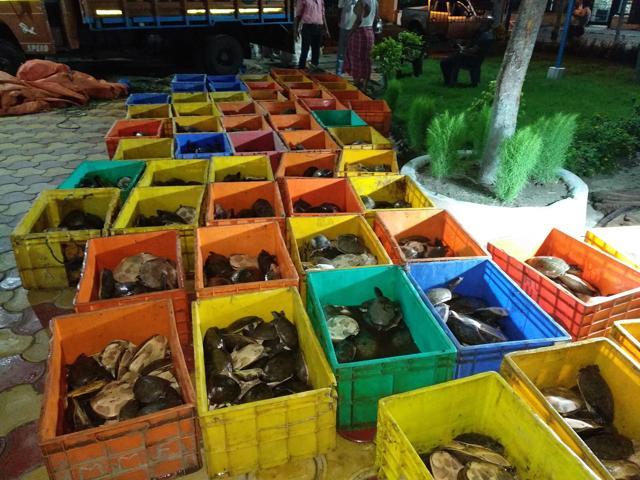Thousands of Tortoise and turtles seized from a Bangladesh-bound truck in May 2018. (WCCB records)