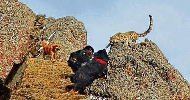 Tibetan mastiffs hound and harass a snow leopard in Qinghai, China. (SNOW LEOPARD CONSERVANCY) Tibetan mastiffs hound and harass a snow leopard in Qinghai, China. (SNOW LEOPARD CONSERVANCY)