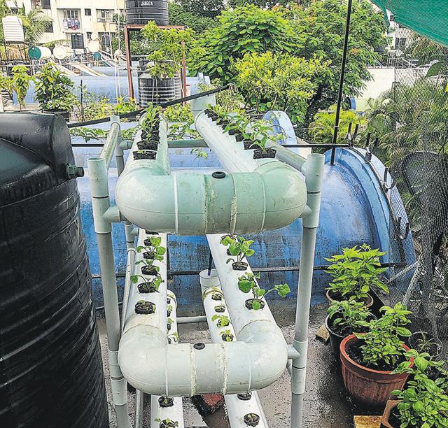 Hydronic growing on Ajay Aggarwal’s terrace. (Shankar Narayan/HT PHOTO)