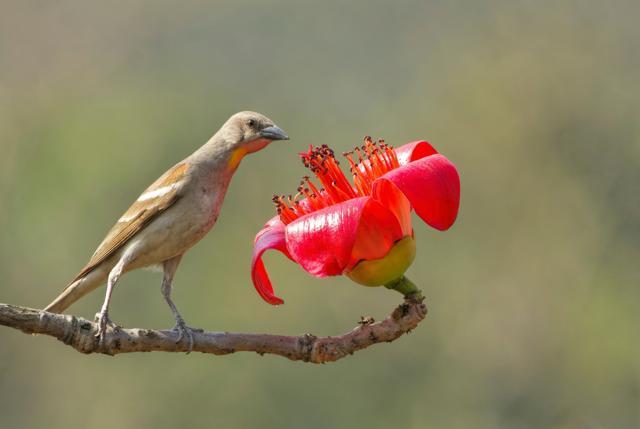 Karnala is a great spot for bird watching. (Shutterstock) Karnala is a great spot for bird watching. (Shutterstock)