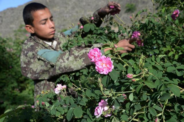 In this photograph taken on April 24, 2018, an Afghan farmer harvests rose petals from a rose garden near Jalalabad in the Dara-i-Noor district of Nangarhar province. (AFP) In this photograph taken on April 24, 2018, an Afghan farmer harvests rose petals from a rose garden near Jalalabad in the Dara-i-Noor district of Nangarhar province. (AFP)