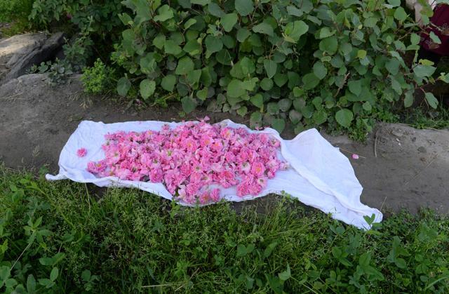 In this photograph taken on April 24, 2018, roses are pictured after being collected from a rose garden near Jalalabad in the Dara-i-Noor district of Nangarhar province. (AFP) In this photograph taken on April 24, 2018, roses are pictured after being collected from a rose garden near Jalalabad in the Dara-i-Noor district of Nangarhar province. (AFP)