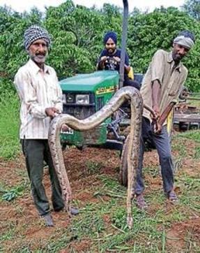 Rock python run over by tractor in a Siswan litchee orchard. (Satnam Singh ) Rock python run over by tractor in a Siswan litchee orchard. (Satnam Singh )