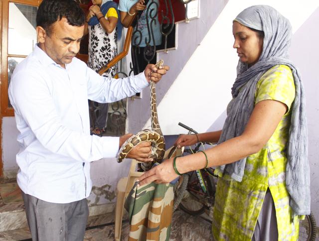 Anil Gandaas, a social animal activist rescues a five-foot-long male Indian Rock Python from a house in Sheetla Enclave near Sector 5 in Gurugram. (Yogendra Kumar/HT PHOTO) Anil Gandaas, a social animal activist rescues a five-foot-long male Indian Rock Python from a house in Sheetla Enclave near Sector 5 in Gurugram. (Yogendra Kumar/HT PHOTO)