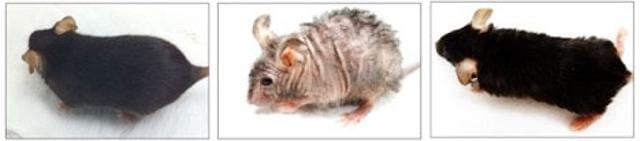A healthy mouse, the same mouse with hair loss and wrinkled skin after two months of using the antibiotic doxycyline to deplete mitochondrial DNA, and the rejuvenated mouse with healthy fur and smooth skin after restoration of depleted mitochondrial DNA. A healthy mouse, the same mouse with hair loss and wrinkled skin after two months of using the antibiotic doxycyline to deplete mitochondrial DNA, and the rejuvenated mouse with healthy fur and smooth skin after restoration of depleted mitochondrial DNA.