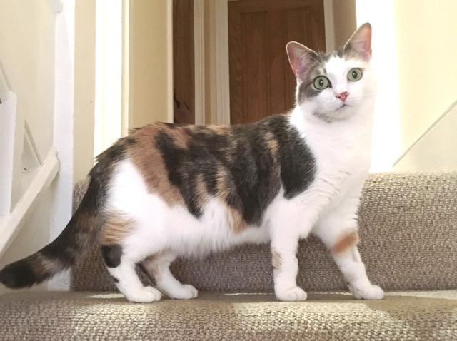 Studies have shown that just watching cat videos on the internet can boost a person’s energy and create positive emotions. (Instagram) Studies have shown that just watching cat videos on the internet can boost a person’s energy and create positive emotions. (Instagram)