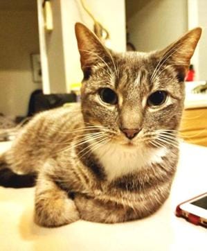 Just like dogs, owning a cat can lower your stress levels. (Instagram) Just like dogs, owning a cat can lower your stress levels. (Instagram)
