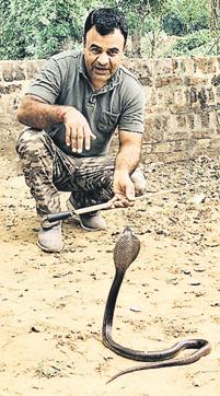 Anil Gandass with a Black Cobra. He has rescued all manner of snakes and reptiles from the urban jungle that is Gurugram and the rest of the National Capital Region (HT Photo ) Anil Gandass with a Black Cobra. He has rescued all manner of snakes and reptiles from the urban jungle that is Gurugram and the rest of the National Capital Region (HT Photo )
