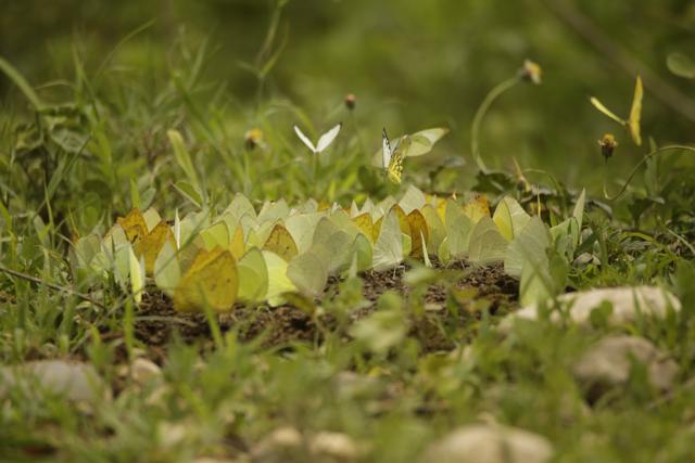 Butterflies gorge on cattle dung. (Rick Toor)