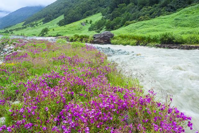 Uttarakhand is known as the Valley of Flowers. (Shutterstock) Uttarakhand is known as the Valley of Flowers. (Shutterstock)