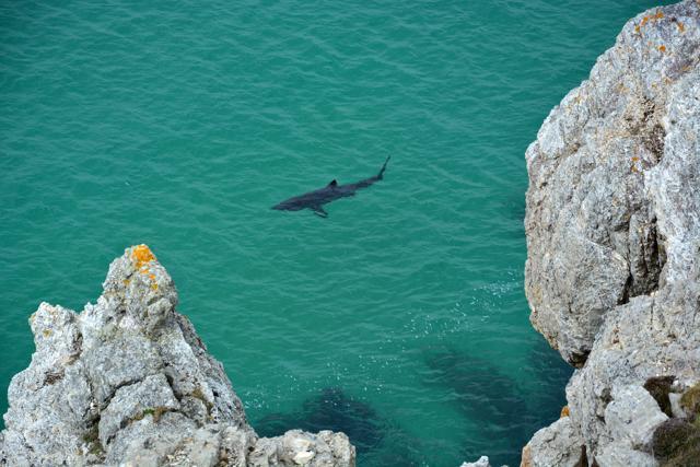 The basking shark can reach 12 metres in length and weigh more than four tons. (AFP Photo via APECS) The basking shark can reach 12 metres in length and weigh more than four tons. (AFP Photo via APECS)