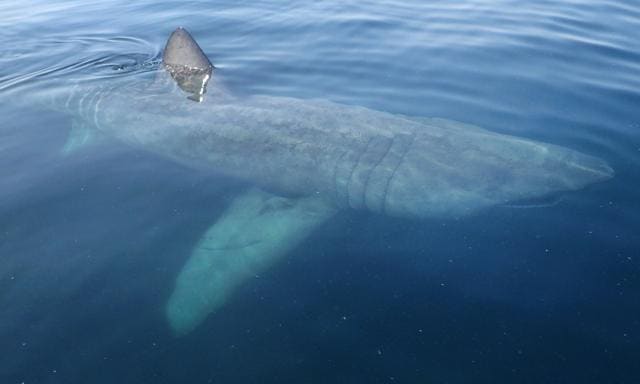 A single basking shark is thought capable of sieving nearly an Olympic swimming pool’s worth of water every hour (AFP via APECS ) A single basking shark is thought capable of sieving nearly an Olympic swimming pool’s worth of water every hour (AFP via APECS )